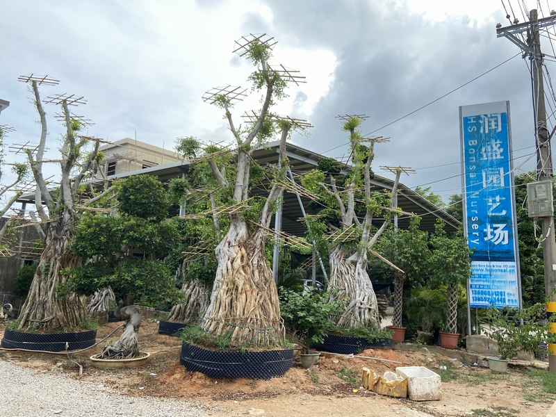 ficus multi root alive outdoor plant ficus multi root alive outdoor plant