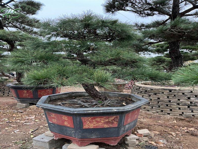 https://www.hsbonsai.cn/top-quality-black-pine-pinus-thunbergii-parl-black-pines_p294.html https://www.hsbonsai.cn/top-quality-black-pine-pinus-thunbergii-parl-black-pines_p294.html