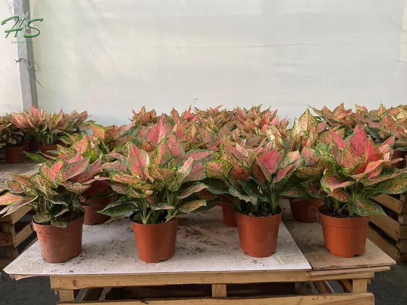 Easy care houseplant Aglaonema Valentine Easy care houseplant Aglaonema Valentine