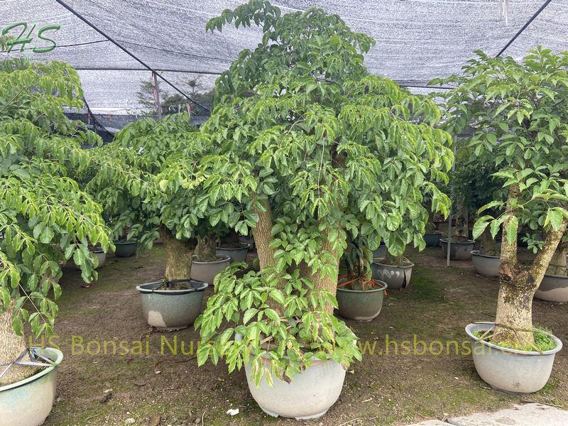 Landscaping Tree Heteropanax Fragrans Landscaping Tree Heteropanax Fragrans