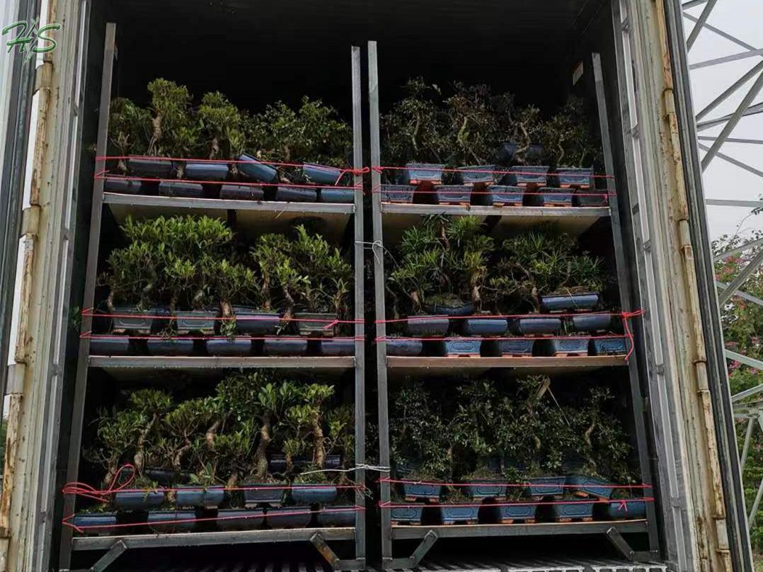 Top Quality Red buxus Bonsai Tree