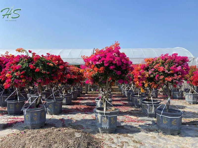 Multi flower Bougainvillea glabra