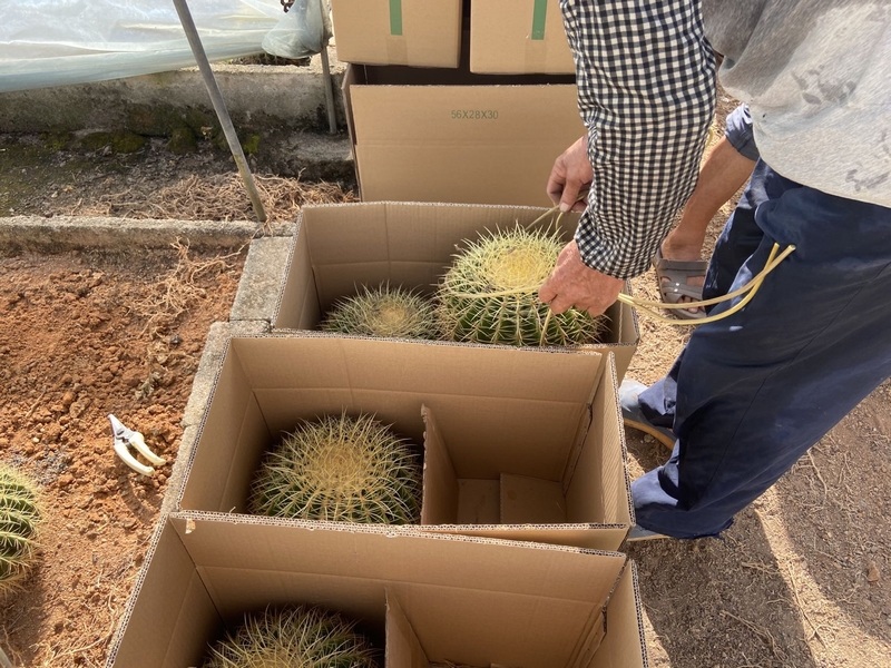 Echinocactus grusonii cactus