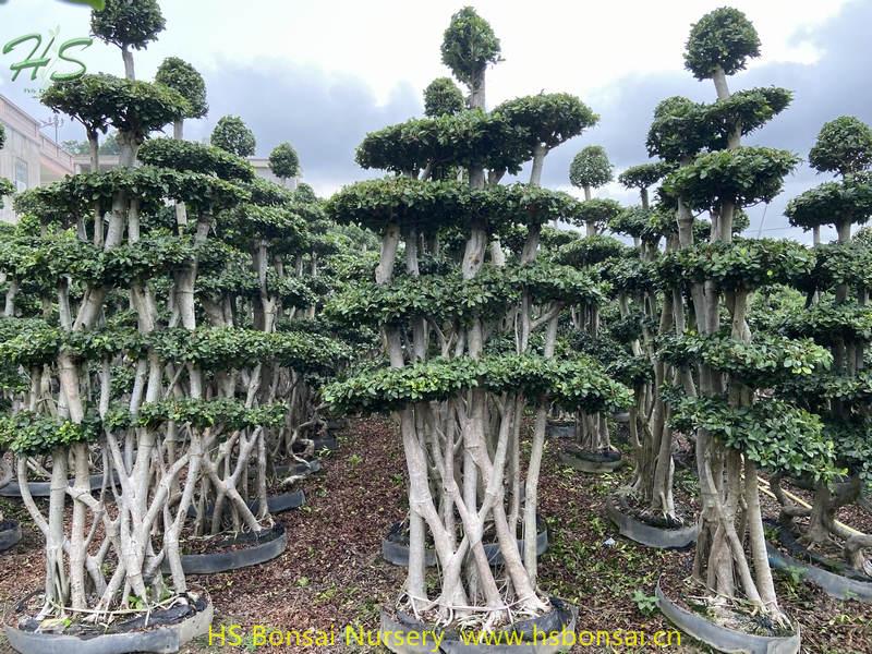 Jungle branch ficus microcarpa bonsai Jungle branch ficus microcarpa bonsai