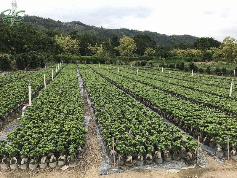Ficus microcarpa ginseng