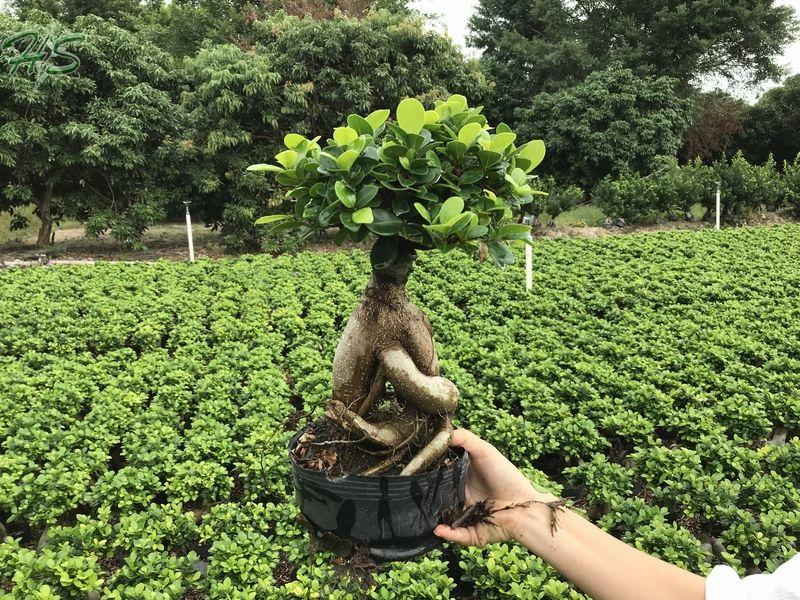 Ficus microcarpa ginseng Ficus microcarpa ginseng