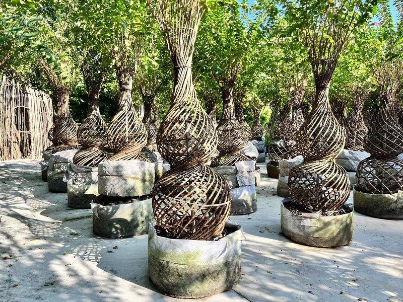 Bottle Shape Indica Artificial Bonsai Plant Bottle Shape Indica Artificial Bonsai Plant