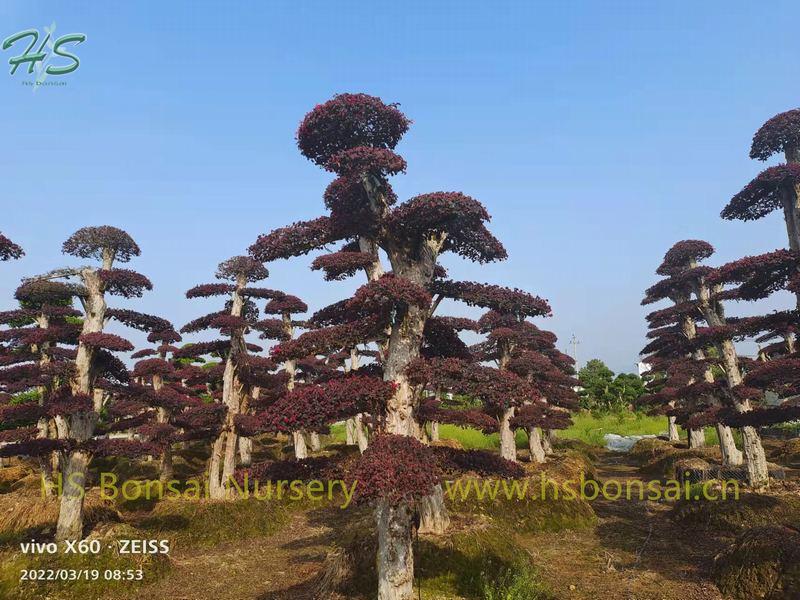 Loropetalum Chinense Loropetalum Chinense
