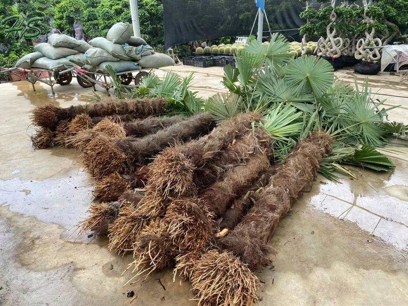 Chinese windmill palm Trachycarpus fortunei Chinese windmill palm Trachycarpus fortunei