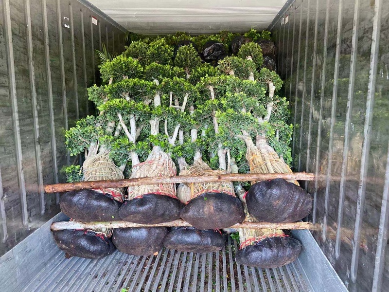 Chinese banyan ficus S shape bonsai
