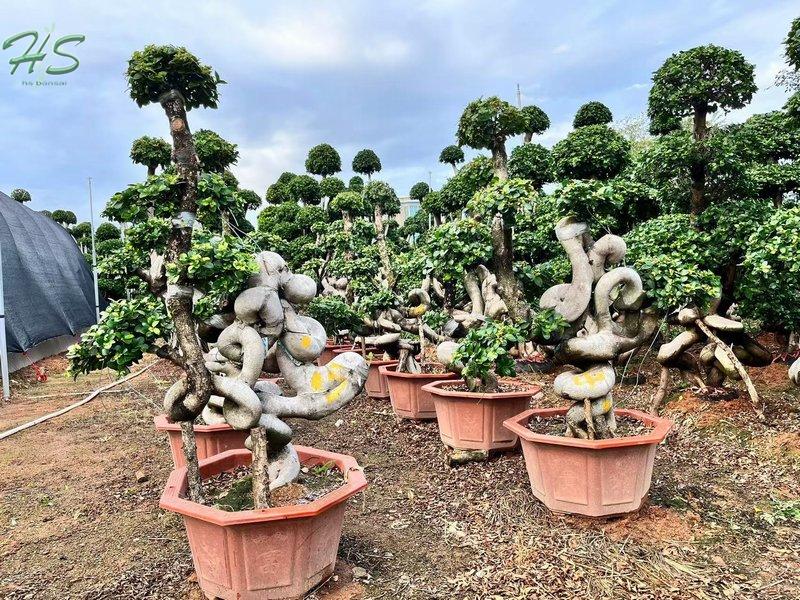 https://www.hsbonsai.cn/user/product/copyproduct/product_id/274/curr_page/0 https://www.hsbonsai.cn/user/product/copyproduct/product_id/274/curr_page/0
