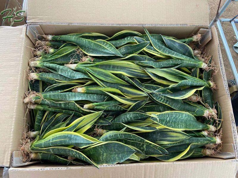 Sansevieria Trifasciata laurentii Sansevieria Trifasciata laurentii