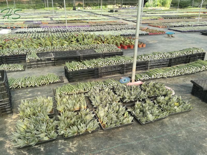 Hotsale Sansevieria Cylindrica Indoor plants Hotsale Sansevieria Cylindrica Indoor plants