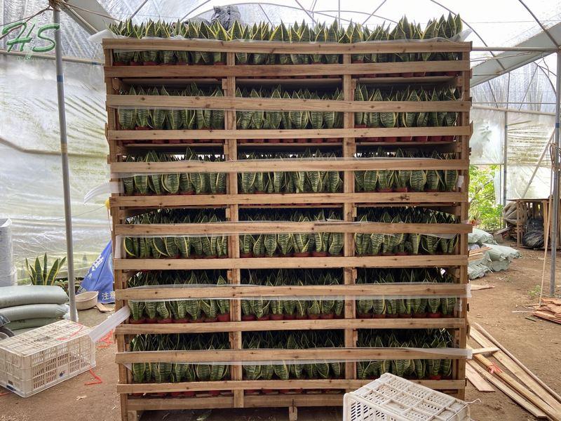 potted Sansevieria Golden