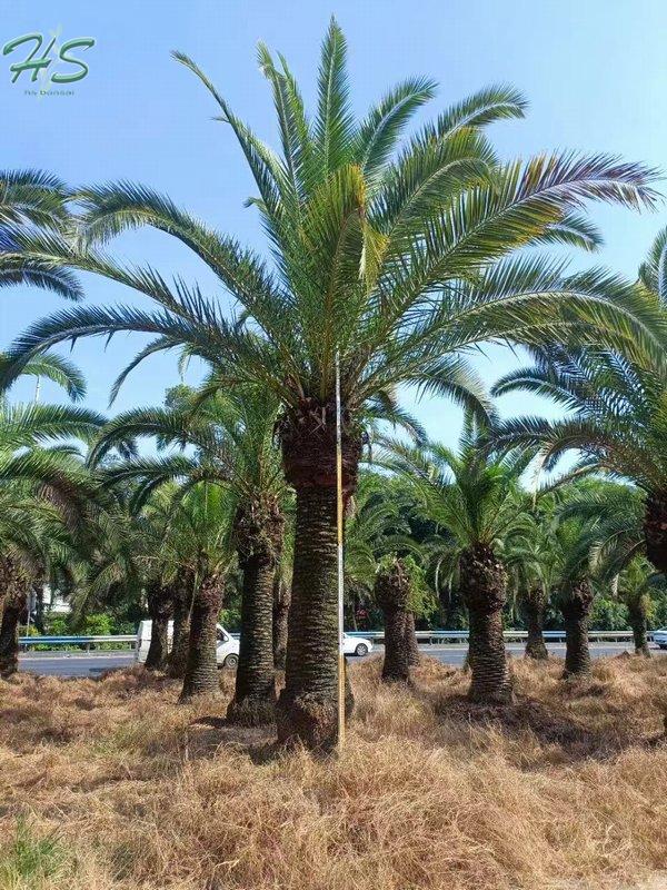 Canary Palm Trees Phoenix Canariensis Palm Canary Palm Trees Phoenix Canariensis Palm