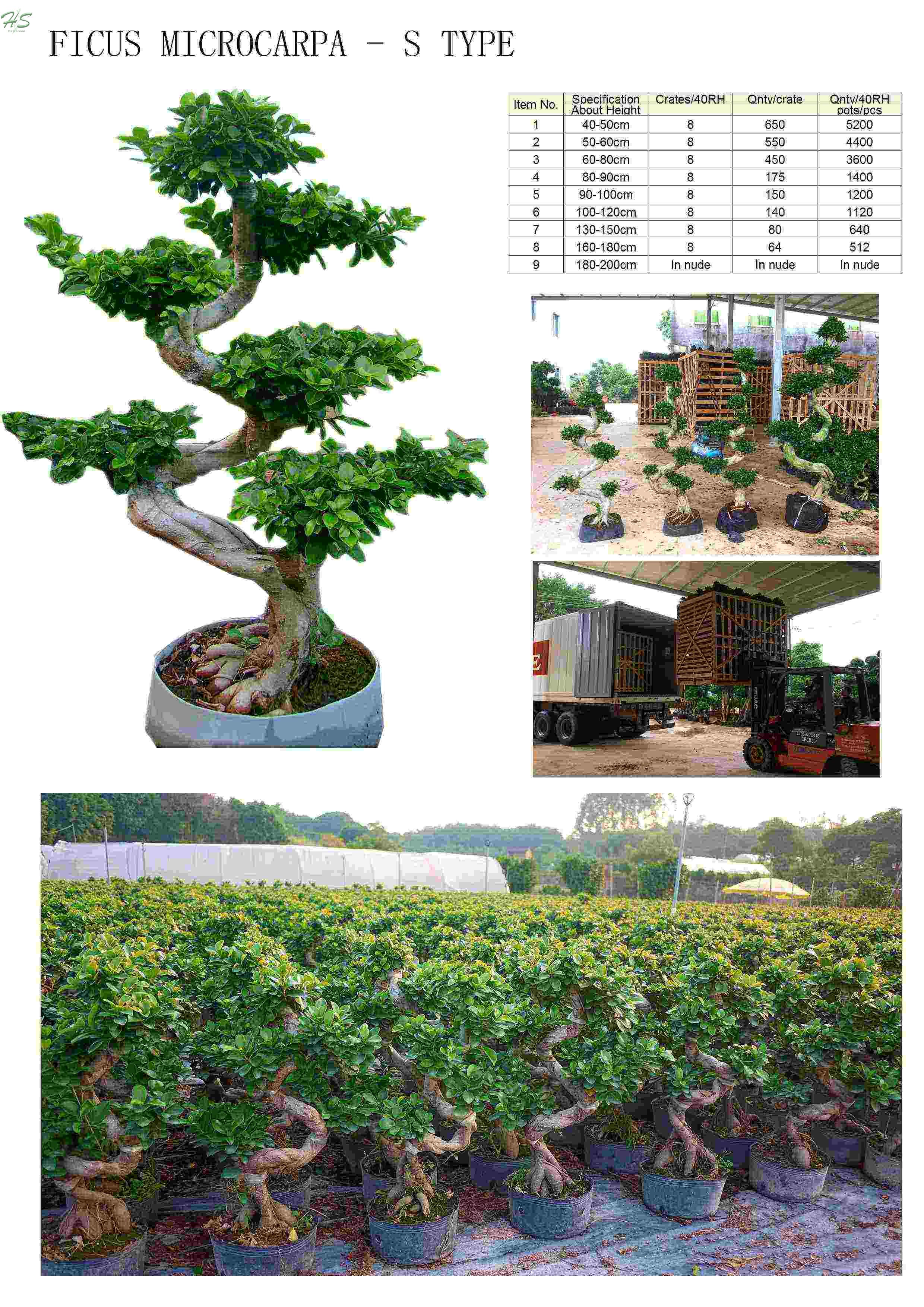 Chinese banyan ficus S shape bonsai