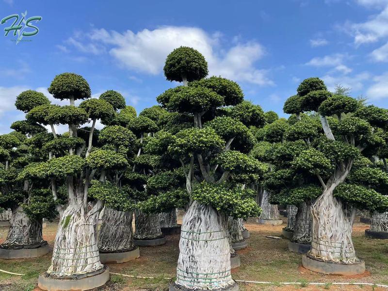 Ornamental Ficus Multi Aerial Root Plant Ornamental Ficus Multi Aerial Root Plant