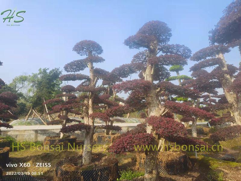 Loropetalum Chinense
