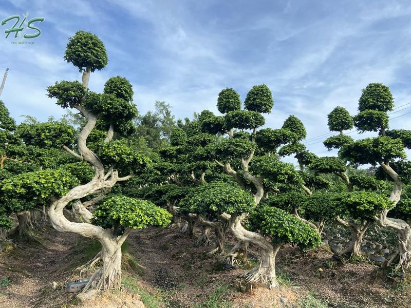 Chinese banyan ficus S shape bonsai Chinese banyan ficus S shape bonsai