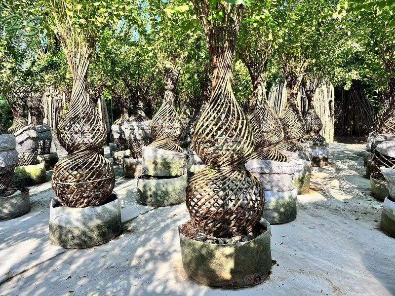 Bottle Shape Indica Artificial Bonsai Plant Bottle Shape Indica Artificial Bonsai Plant