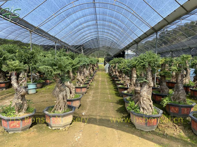 Top Quality Araucaria Heterophylla Bonsai
