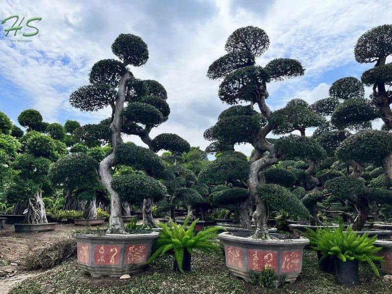 Chinese Elm Bonsai Tree Chinese Elm Bonsai Tree