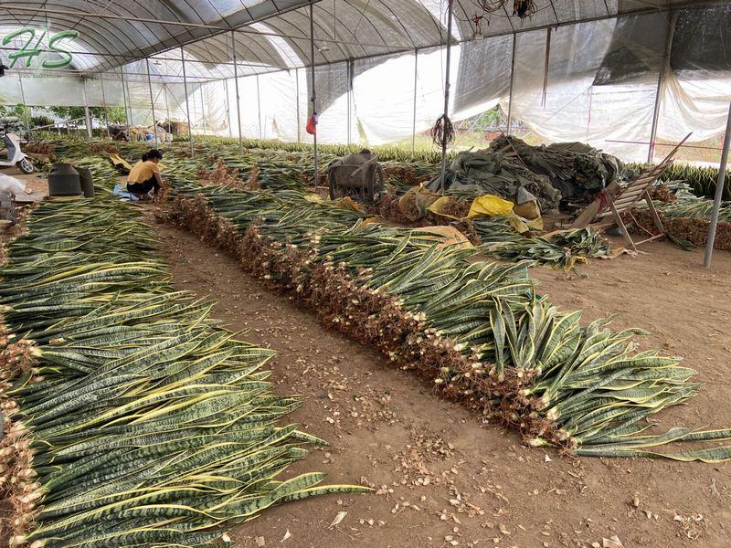 Hotsale sansevieria golden plants Hotsale sansevieria golden plants