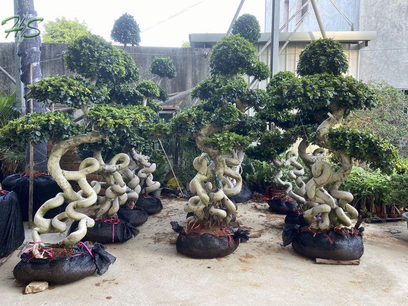 Golden leaves Ficus multi root bonsai tree