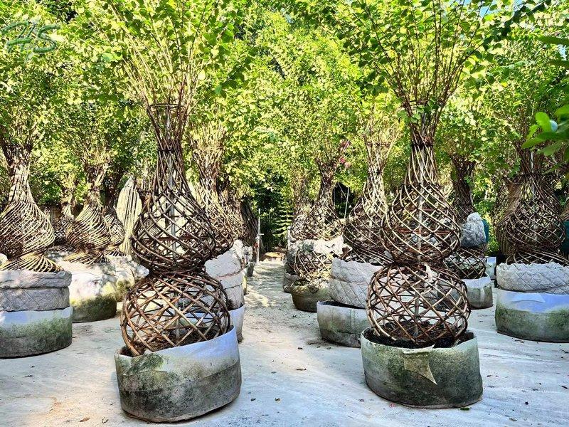 https://www.hsbonsai.cn/wholesale-spiral-shaped-crape-myrtle-bottle-shape_p296.html https://www.hsbonsai.cn/wholesale-spiral-shaped-crape-myrtle-bottle-shape_p296.html