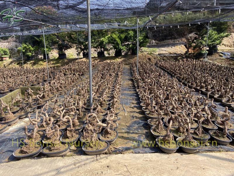 Top Quality Araucaria Heterophylla Bonsai