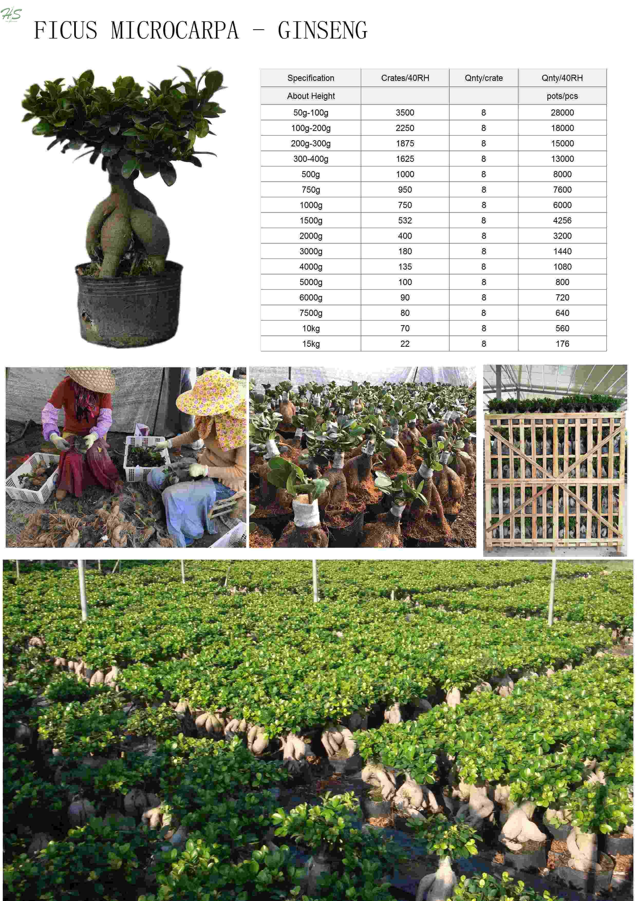 Ficus microcarpa ginseng