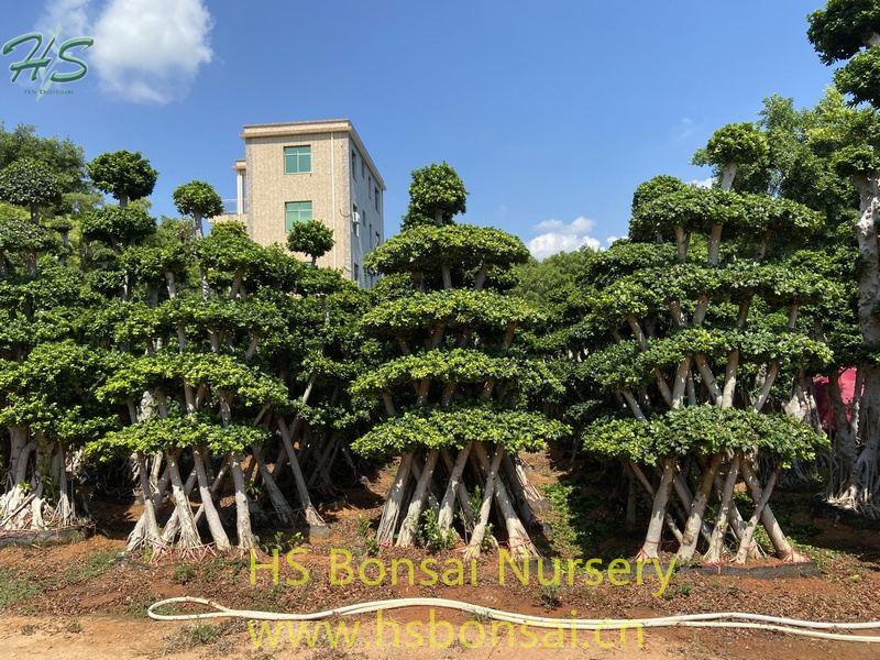 Small Net Shape Ficus Microcarpa Bonsai Small Net Shape Ficus Microcarpa Bonsai