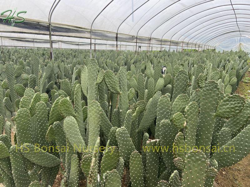 Wholesale Potted Thornless Opuntia Cactus Wholesale Potted Thornless Opuntia Cactus