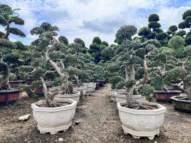 Chinese Elm Bonsai Tree Chinese Elm Bonsai Tree