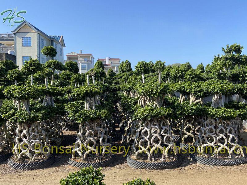 Ficus Microcarpa combined 8 shape bonsai Ficus Microcarpa combined 8 shape bonsai