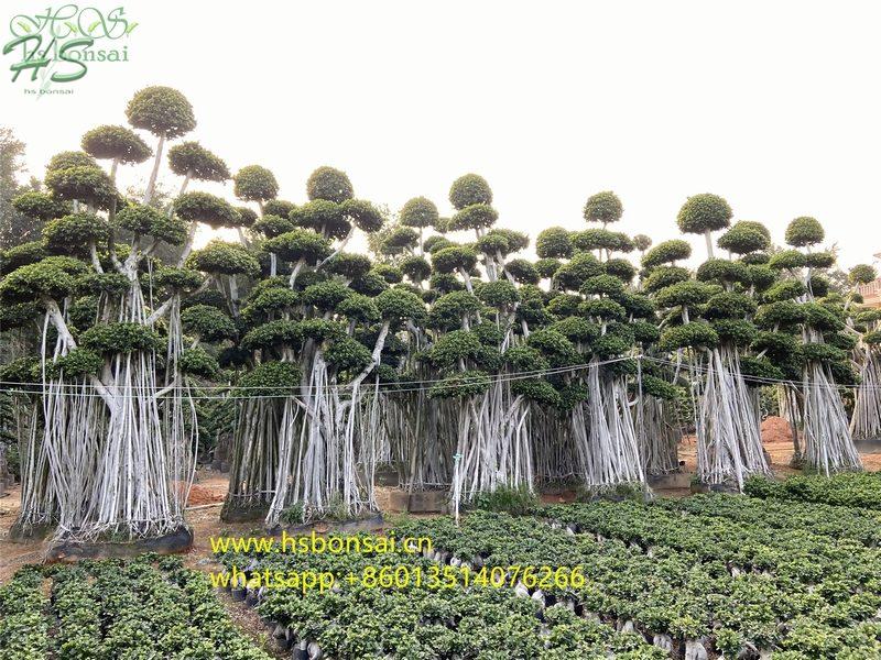 Landscaping ficus microcarpa bonsai Landscaping ficus microcarpa bonsai
