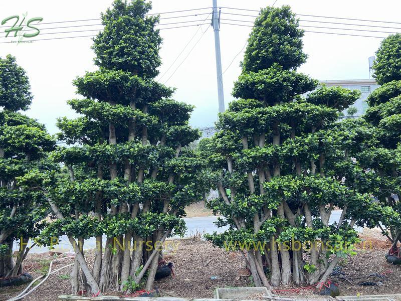 Multi Branch Ficus Microcarpa Forest Trees Multi Branch Ficus Microcarpa Forest Trees