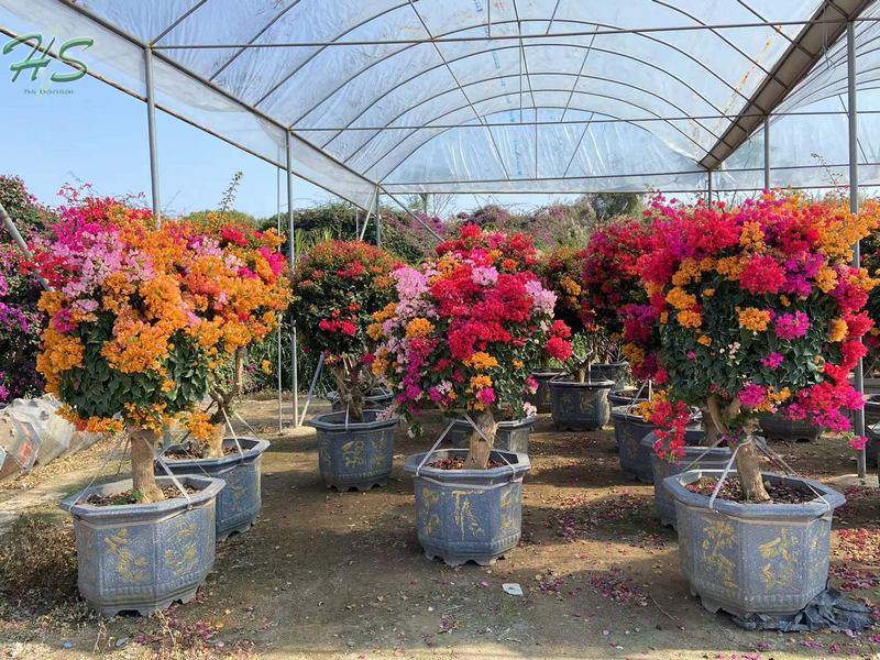 Big Size Purple flower Bougainvillea glabra Big Size Purple flower Bougainvillea glabra