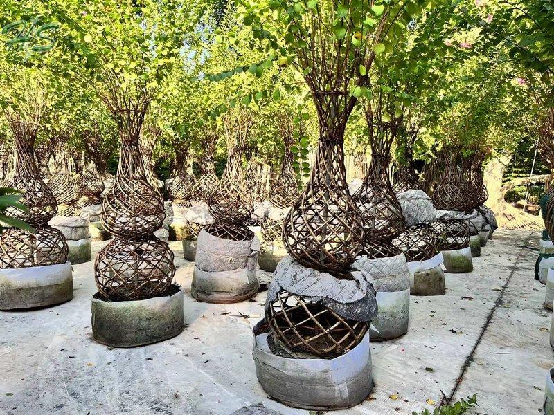https://www.hsbonsai.cn/wholesale-spiral-shaped-crape-myrtle-bottle-shape_p296.html https://www.hsbonsai.cn/wholesale-spiral-shaped-crape-myrtle-bottle-shape_p296.html