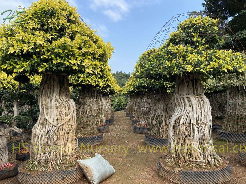 Ficus Multi Root