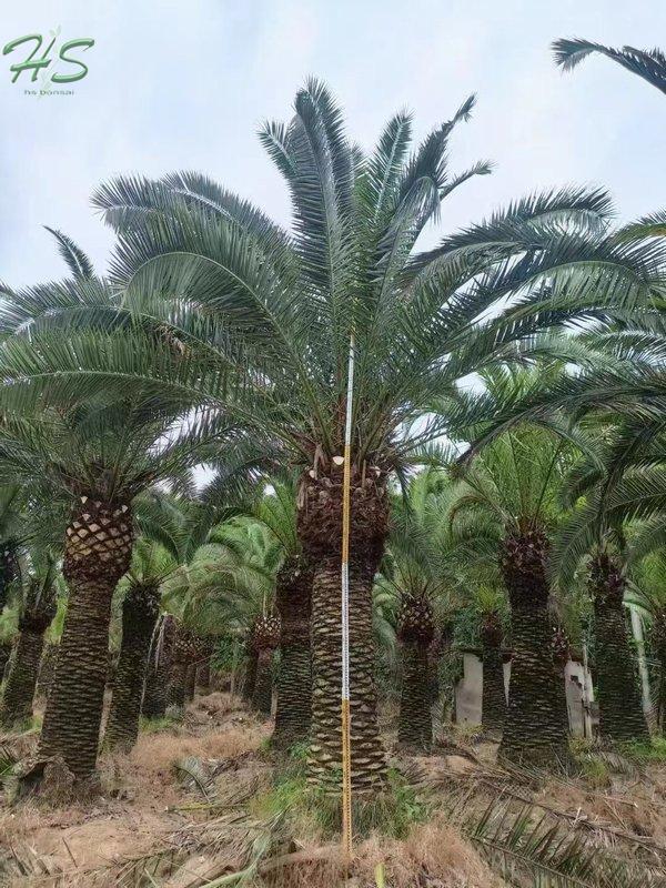 Canary Palm Trees Phoenix Canariensis Palm Canary Palm Trees Phoenix Canariensis Palm
