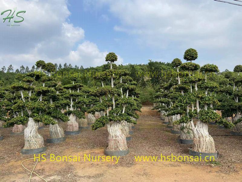 Ficus multi aerial root bonsai tree Ficus multi aerial root bonsai tree