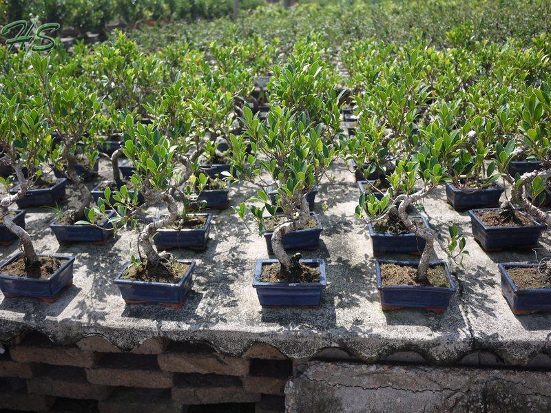 Top Quality Red buxus Bonsai Tree Top Quality Red buxus Bonsai Tree