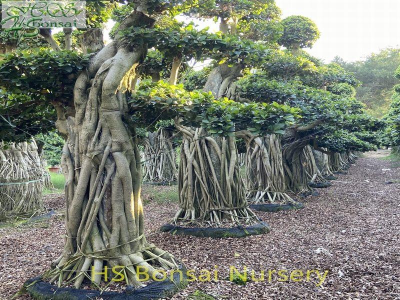 Ficus with stone bonsai