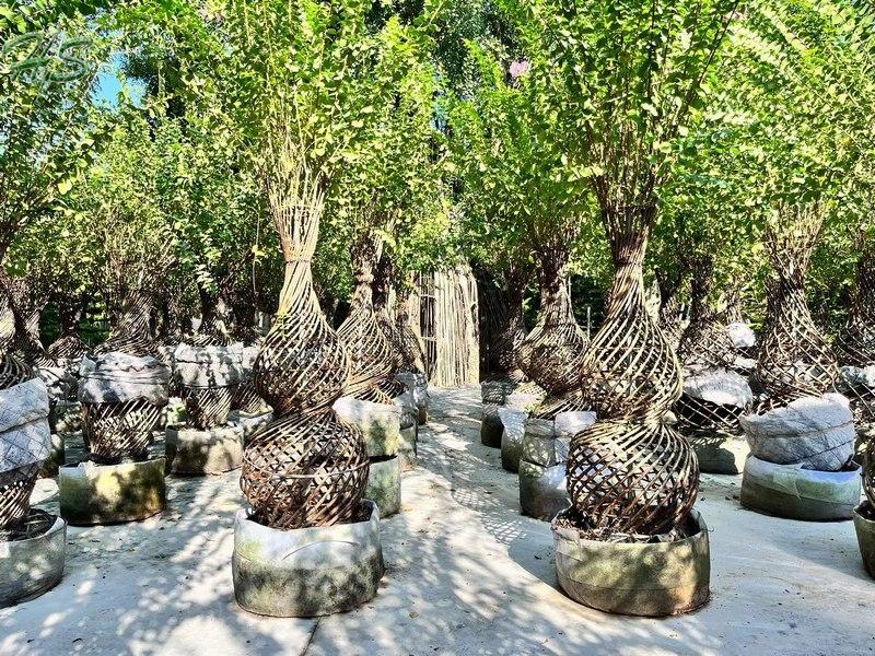 Bottle Shape Indica Artificial Bonsai Plant Bottle Shape Indica Artificial Bonsai Plant