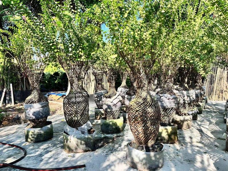 New Species Lagerstroemia Indica Small Bottle Cage Botanical Garden Plants Factory New Species Lagerstroemia Indica Small Bottle Cage Botanical Garden Plants Factory