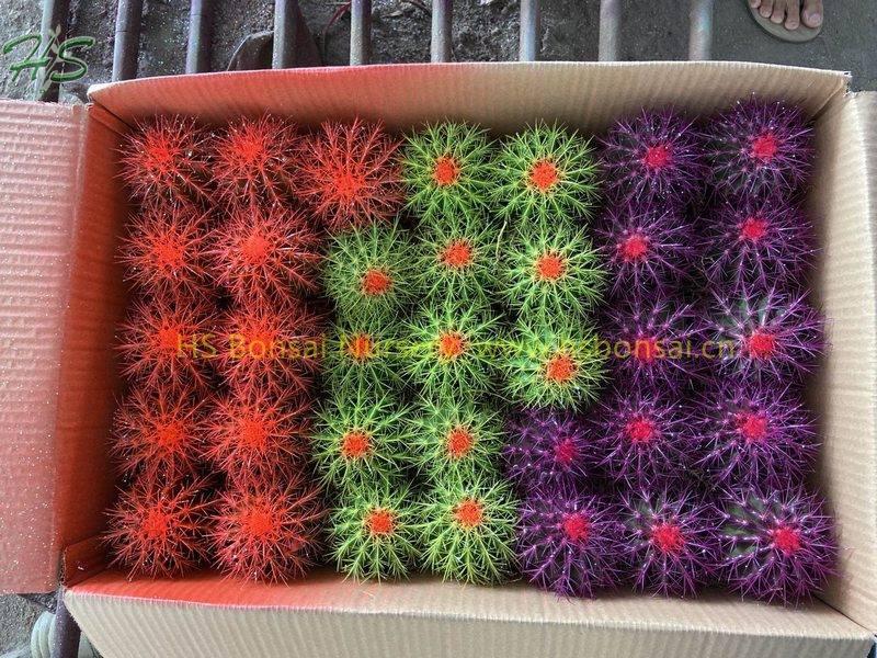 Painting colorful cactus wholesale Painting colorful cactus wholesale