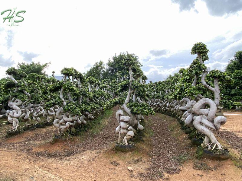 4s cage ficus microcarpa bonsai 4s cage ficus microcarpa bonsai