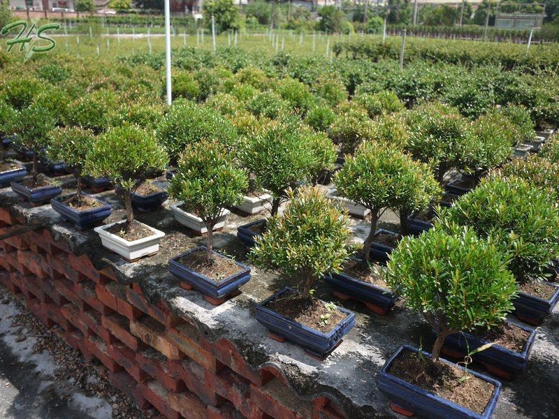 Chinese Podocarpus Bonsai Tree