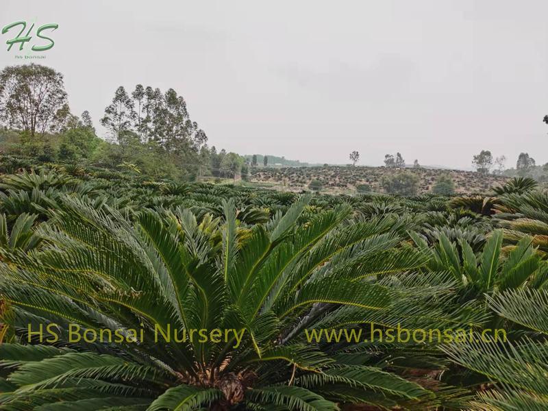 Palm Nursery King Sago Cycas revoluta Potted